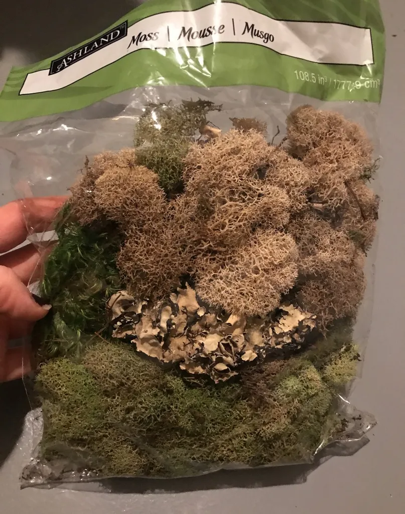 Moss! Craft Moss? photo 1