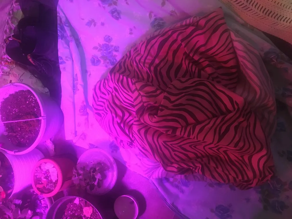 Pink Zebra Stripe Sheets photo 1