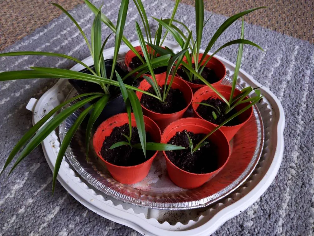 Spider Plants photo 1