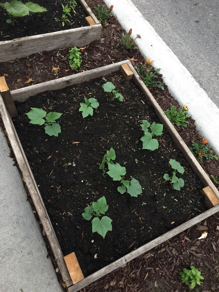 Veggie Plants! photo 1
