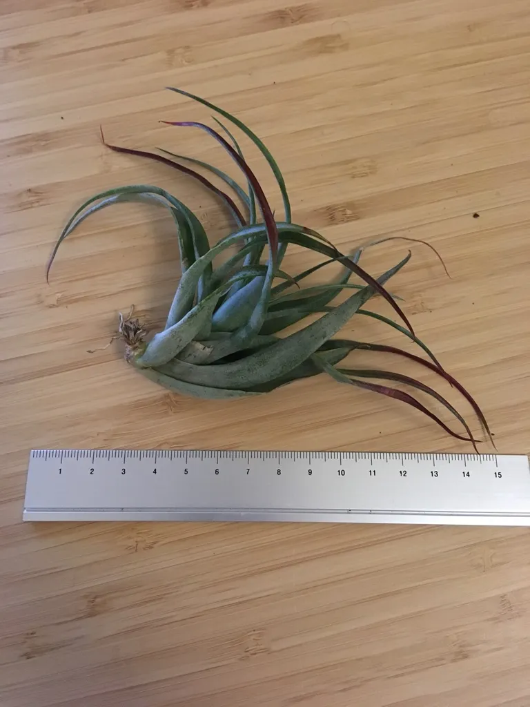 Air Plant photo 1