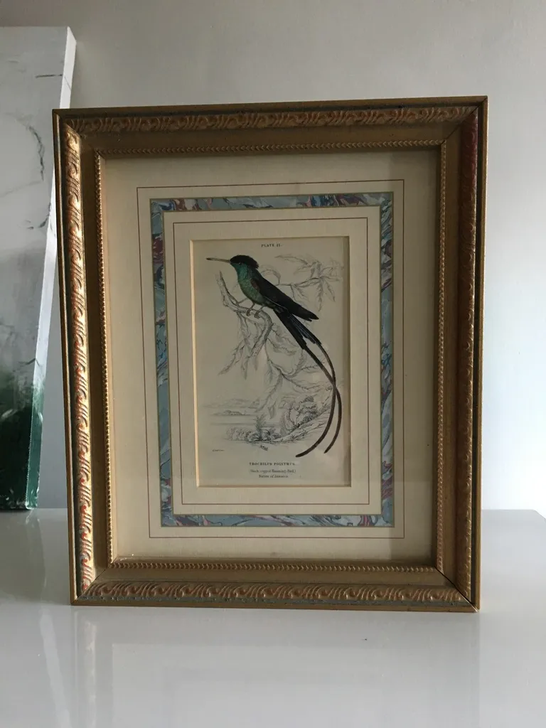 Original print Black Cap Humminbird framed photo 1