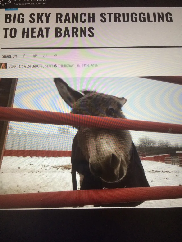 URGENT: Local Animal Sanctuary Struggling To Keep Barns Warm photo 1