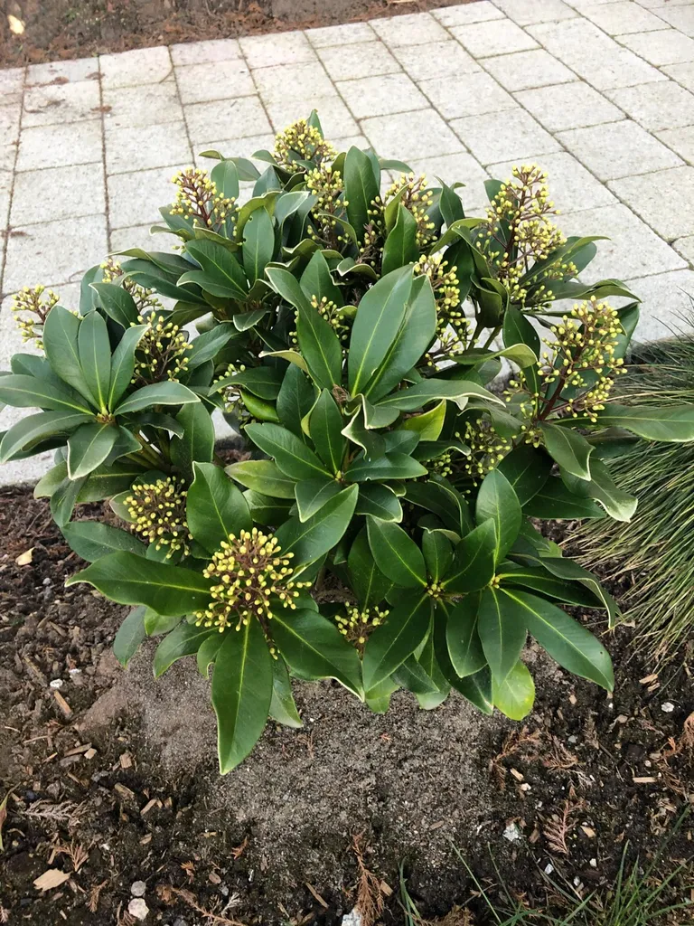 Skimmia japonica photo 1