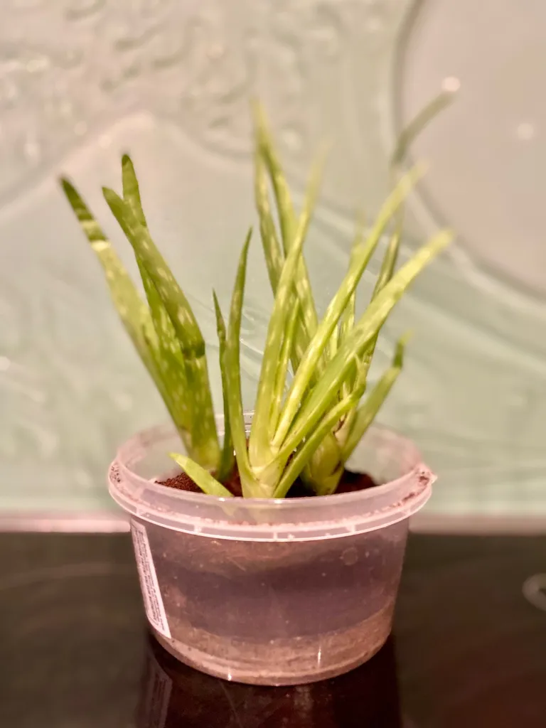 3 Little Aloe photo 1