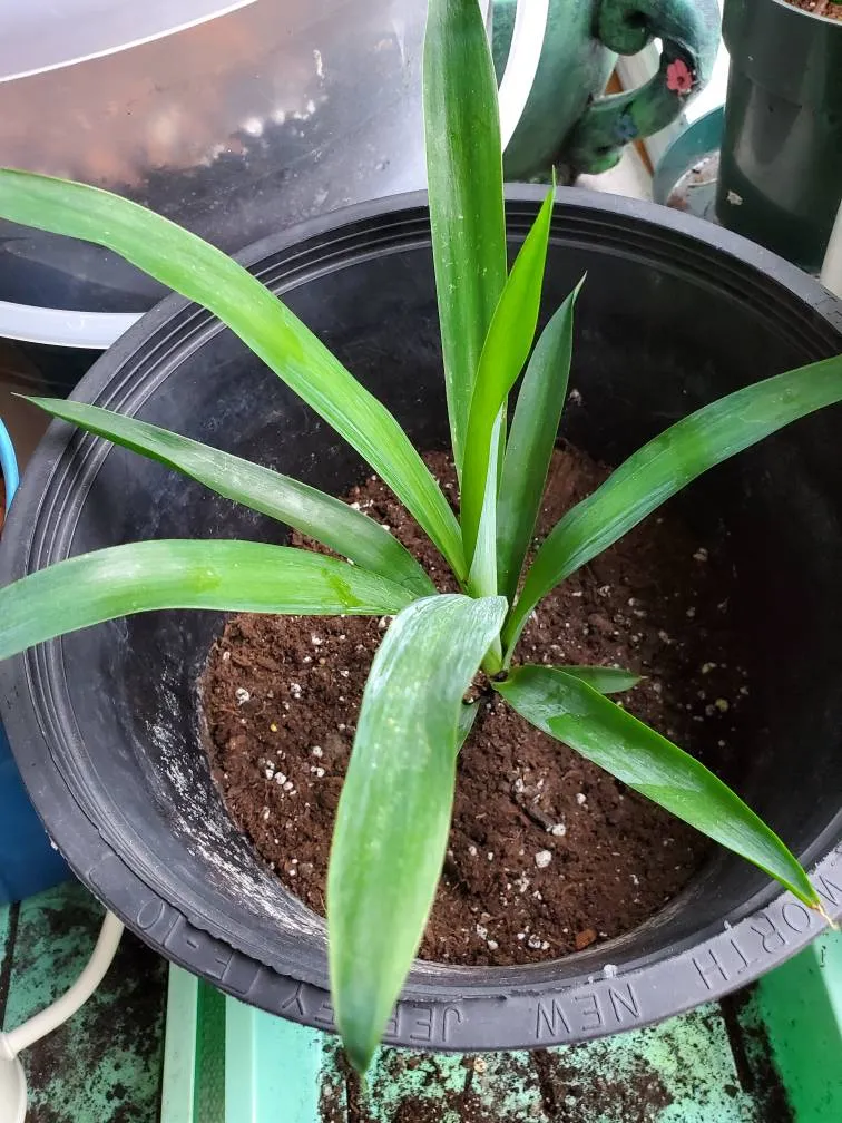 🪴 Yucca Propagation photo 1