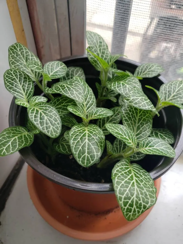 🌿 Fittonia Houseplant 😍 Nerve Plant photo 1