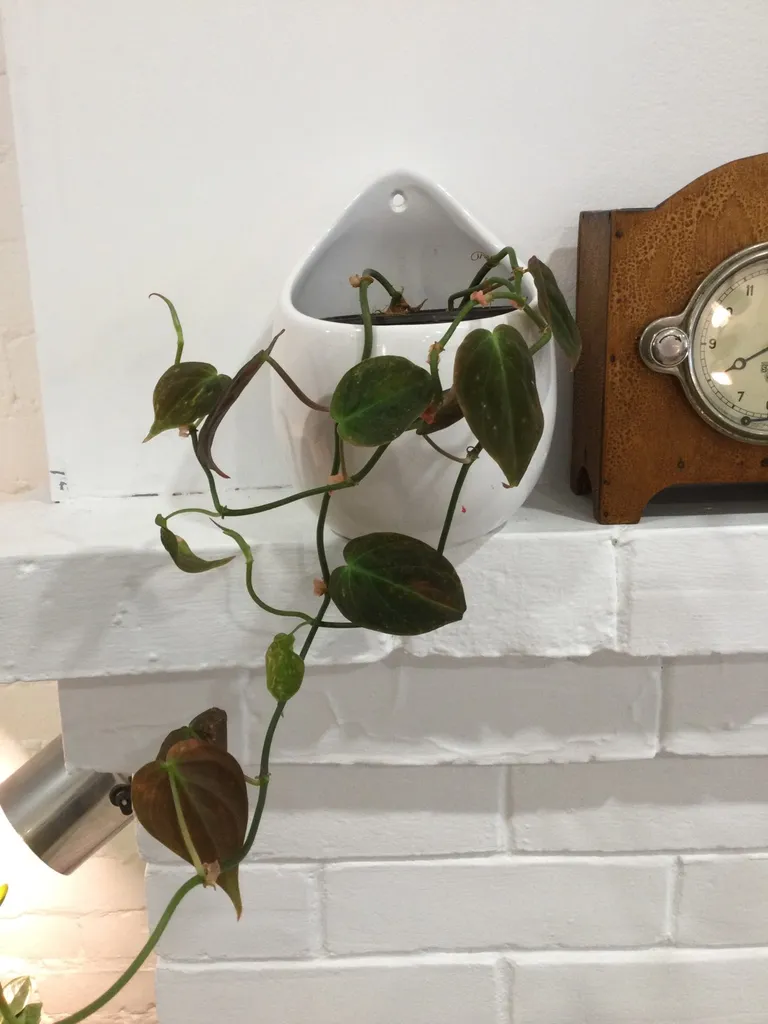 Philodendron Mican photo 1