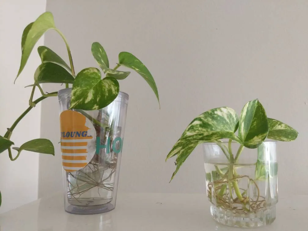 rooted variegated pothos clippings photo 1