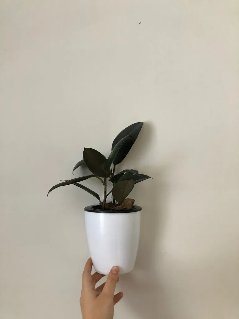 Wall-mounted Self-watering Plant Pot photo 1