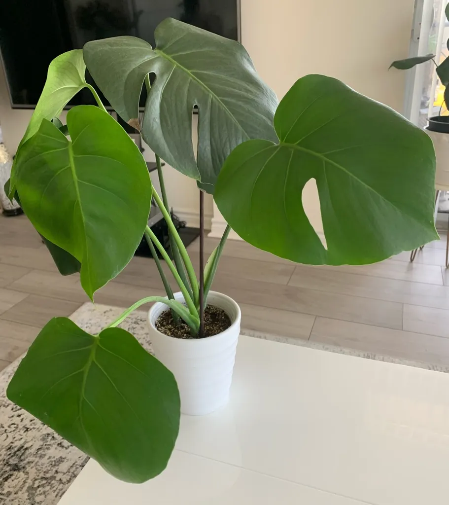 Monstera photo 1