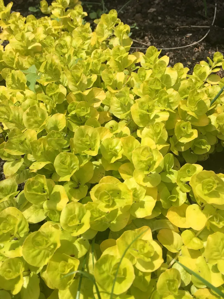 Creeping Jenny Plant (ground cover) photo 1
