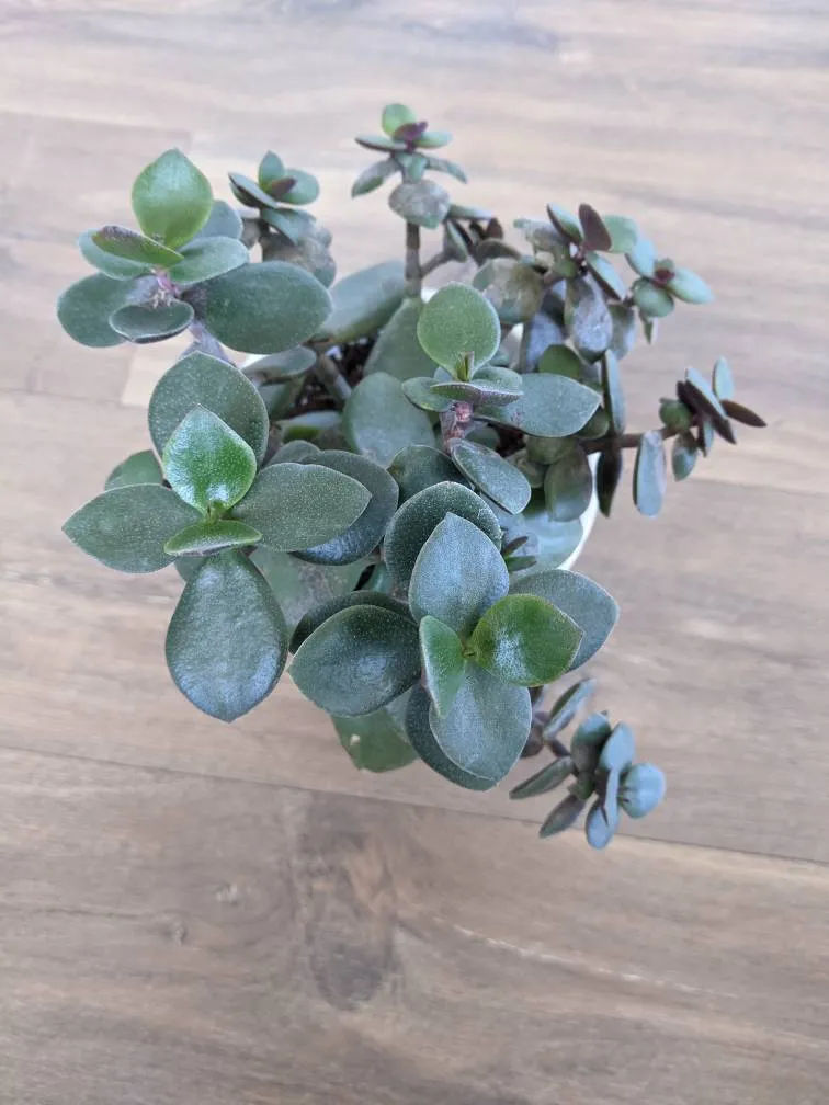 Jade Succulent Babies photo 1