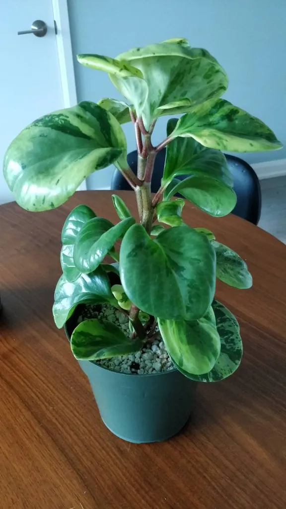 Variegated Peperomia Obtusifolia photo 1
