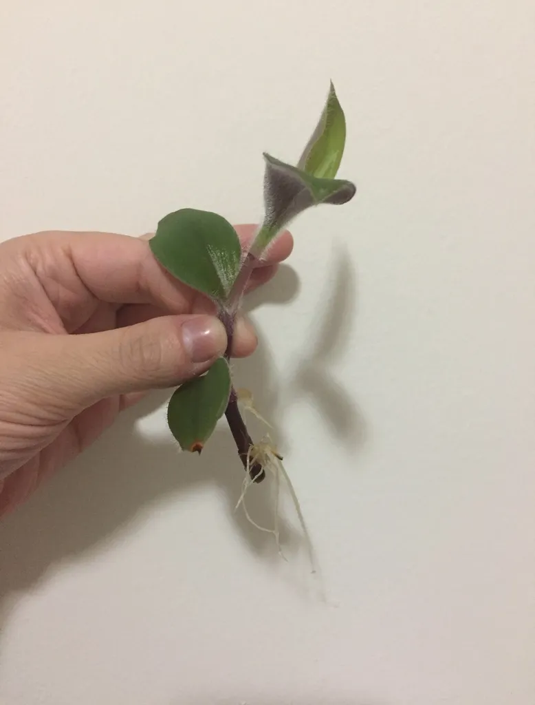 1/3 Tradescantia (Wandering Dude) Clipping photo 1