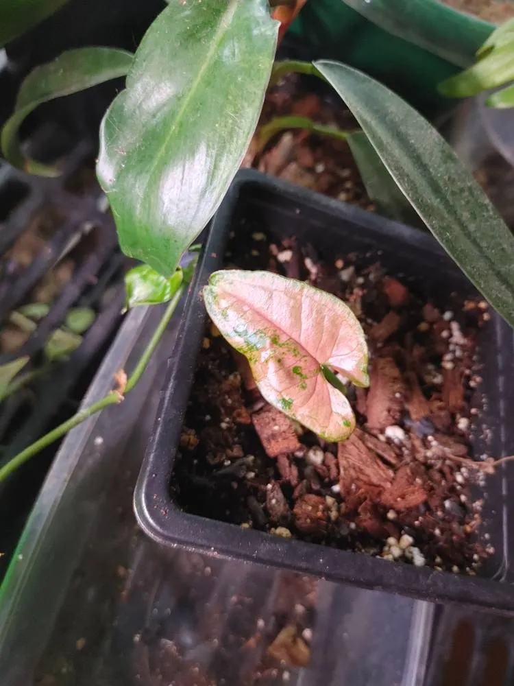 Rare Syngonium Pink Flecked Baby photo 1