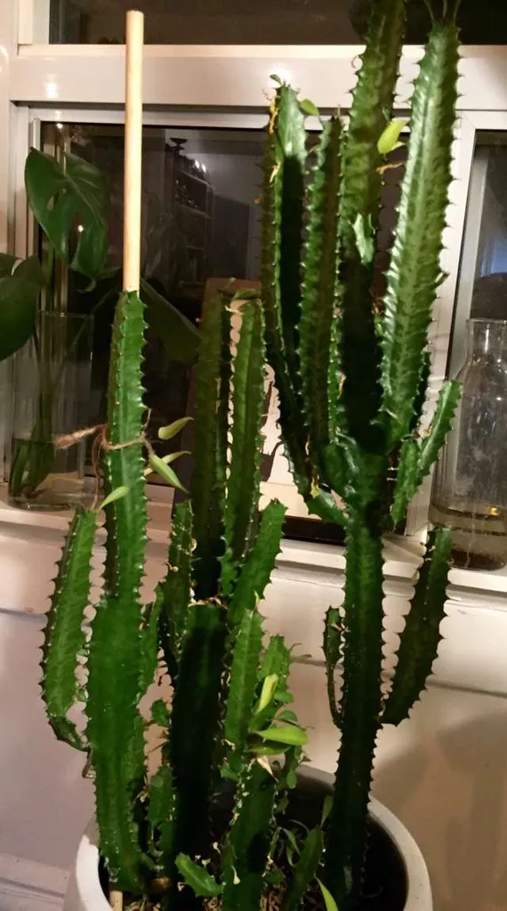 African Milk tree photo 1