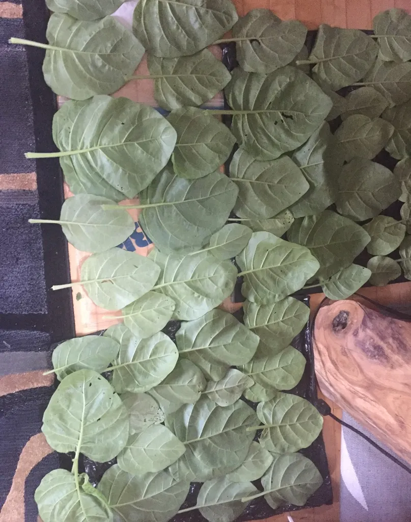 Beautiful Organic Tobacco Leaves Drying photo 1