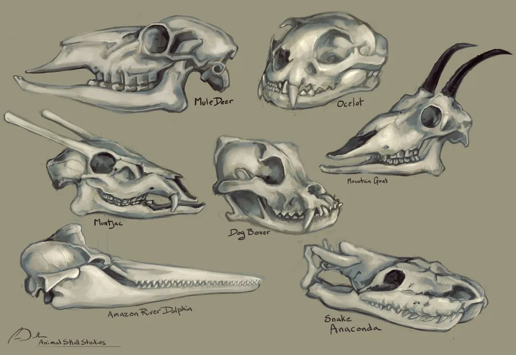 ISO: Animal Skulls photo 1
