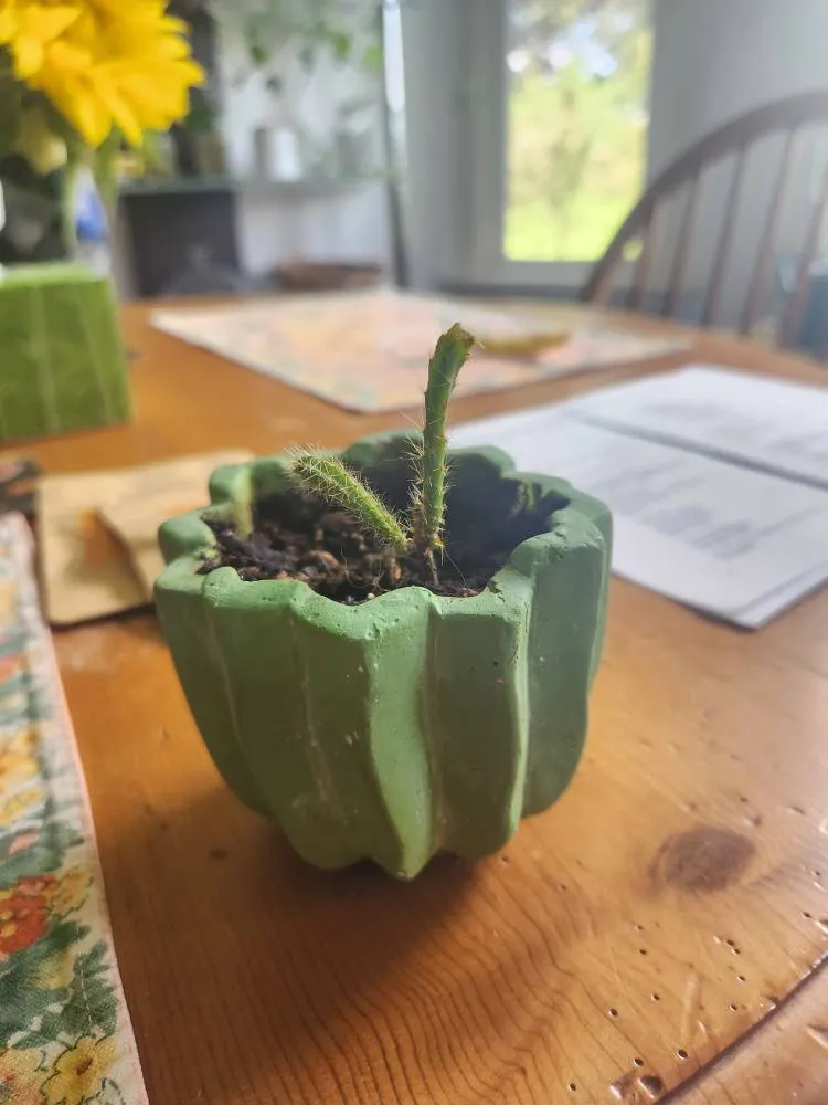 Little Cactus photo 1