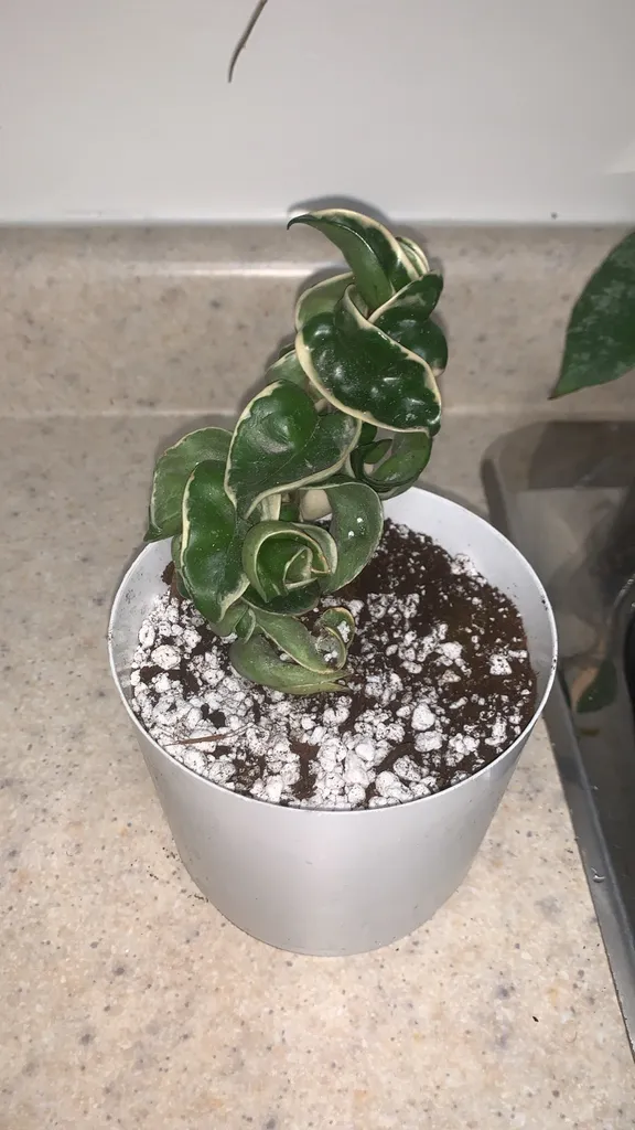 Hoya Compacta Variegated photo 1