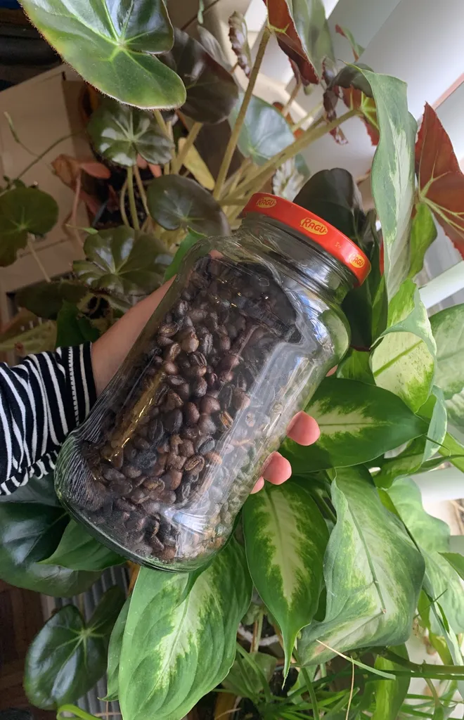 Pure Ethiopian Coffee Beans photo 1