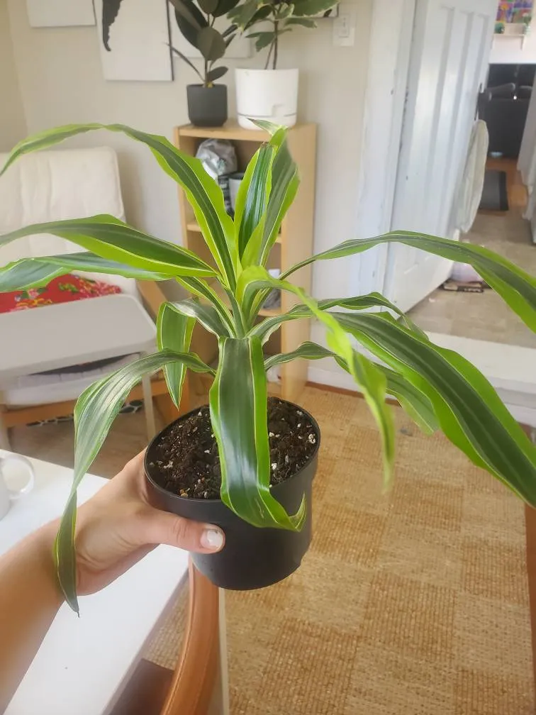 Dracena photo 1