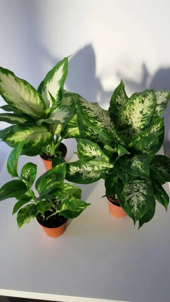 Toxic plant trio photo 1