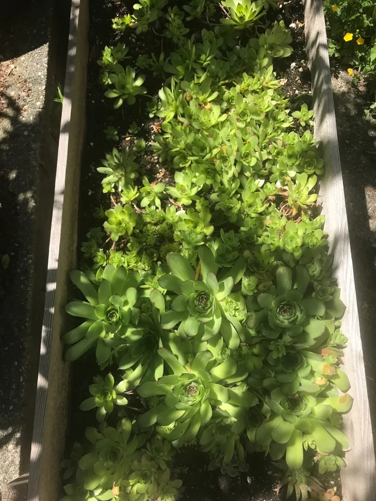 More Succulents photo 1