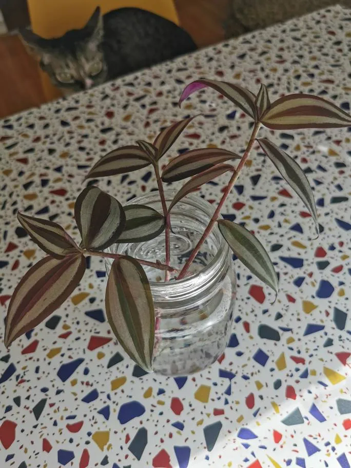 Tradescantia x 3 photo 1