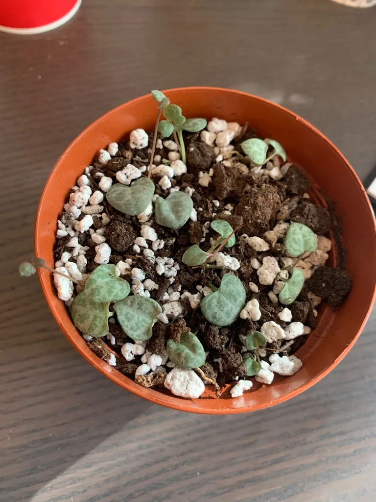 String Of Hearts Baby photo 1