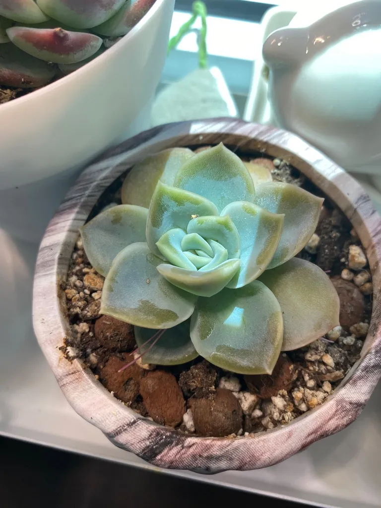 Echeveria Succulent photo 1