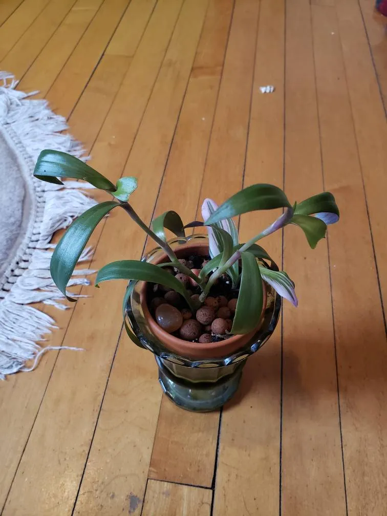 Tradescantia Plant photo 1