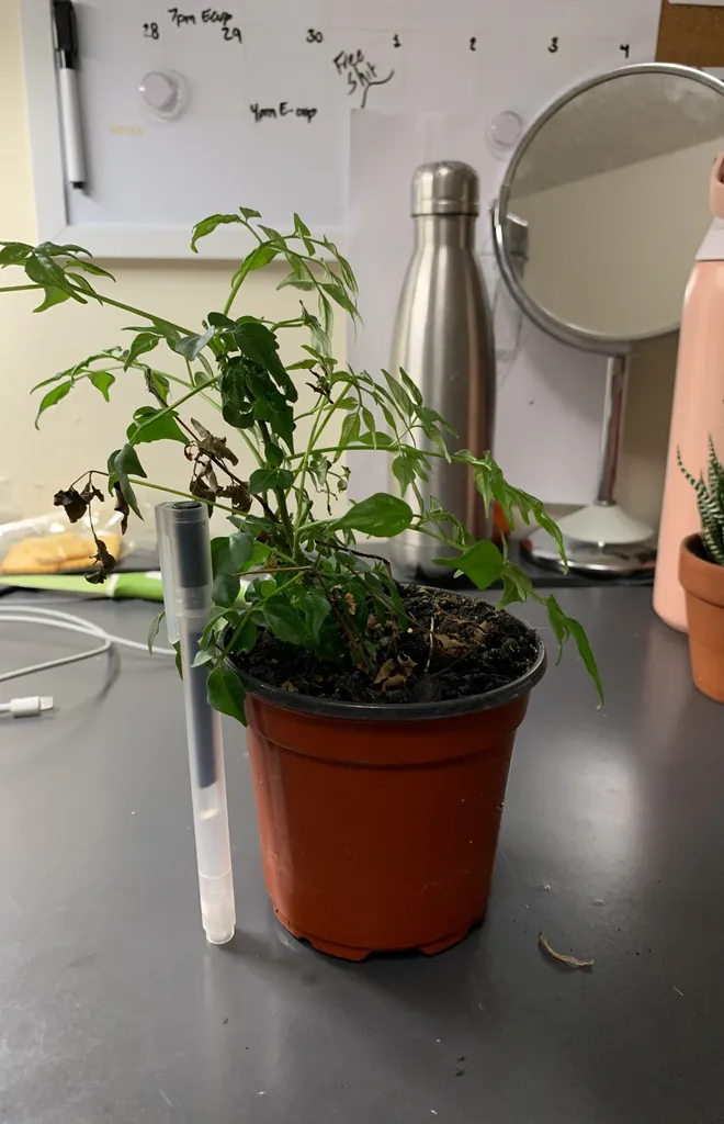 China Doll Plant photo 1