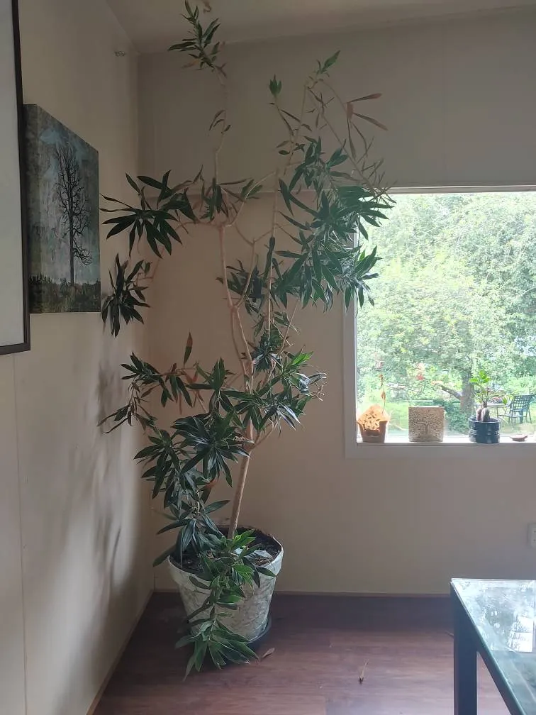 Lilly Bamboo Plant photo 1