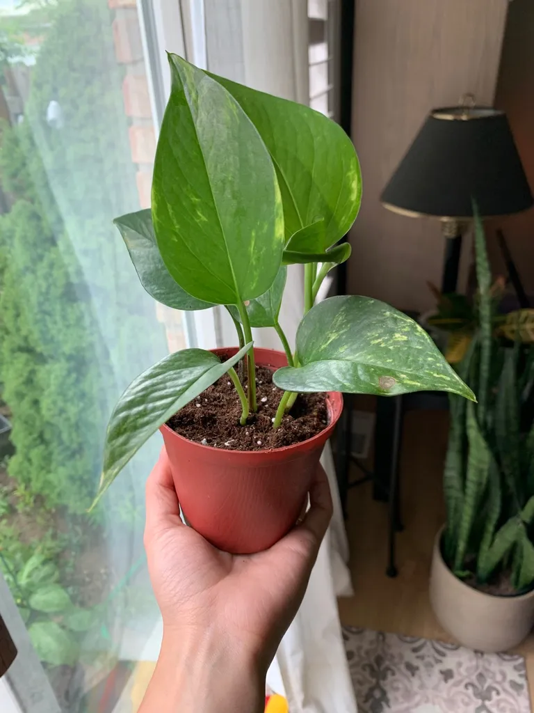 Small Pothos Plant 🪴 photo 1