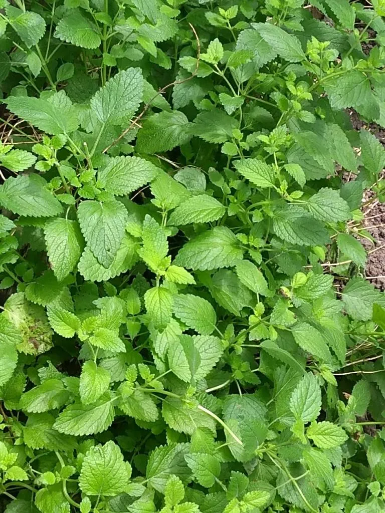 Lemon Balm Seedlings photo 1