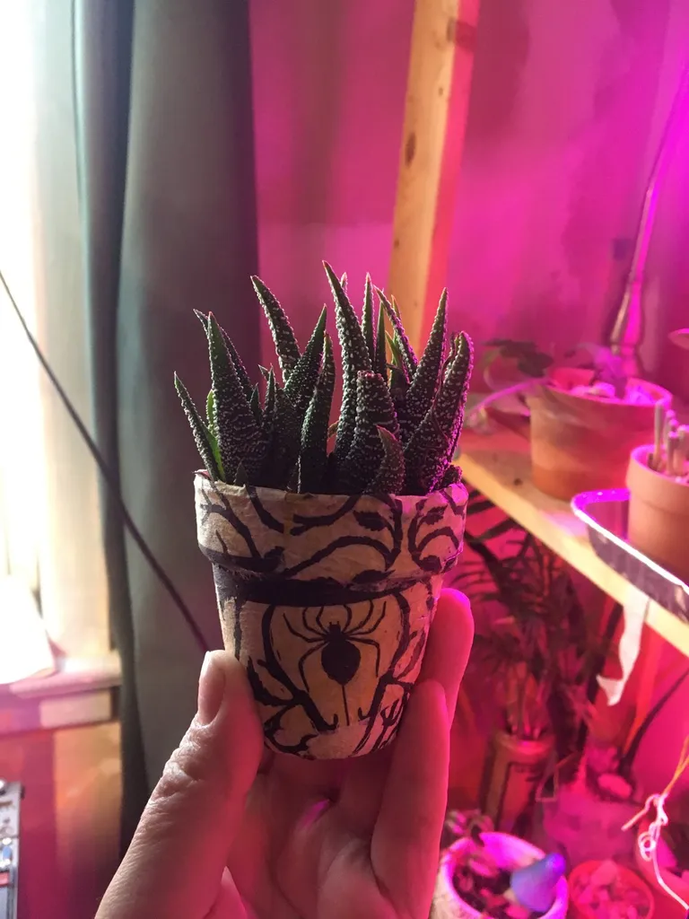 Two Little Haworthia photo 1