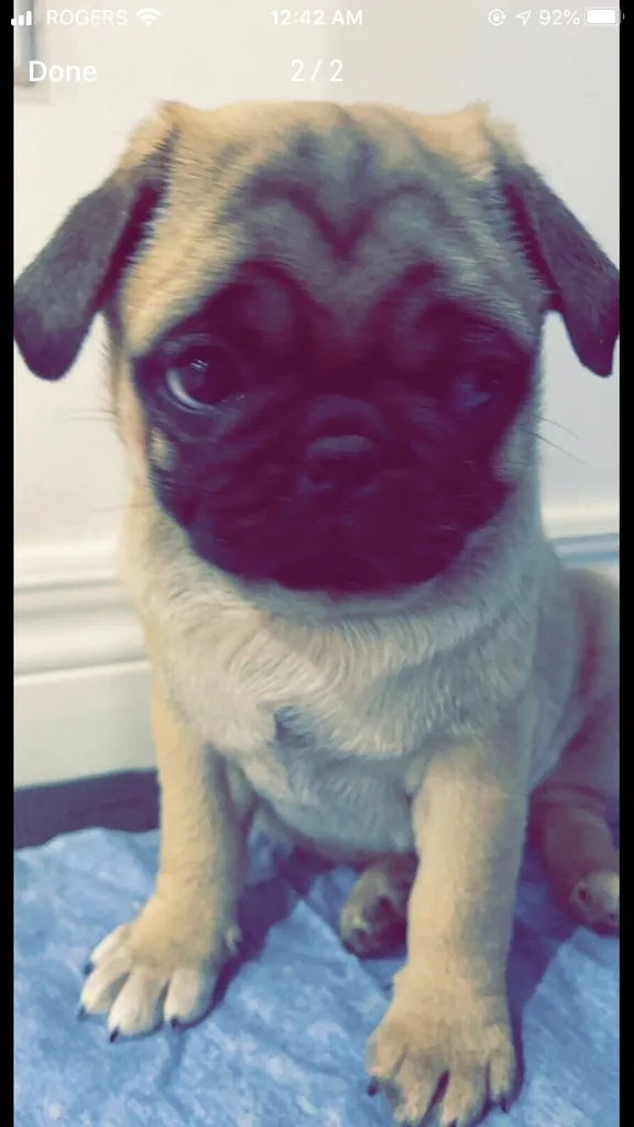 ISO Puppy Things photo 1