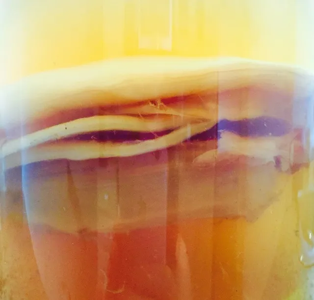 Scoby! For kombucha photo 1