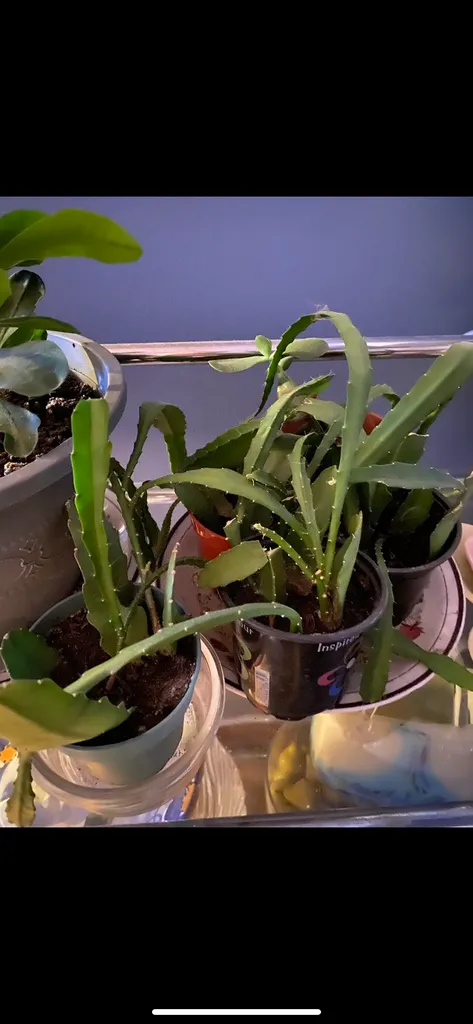 Indoor Cactus Plants photo 1