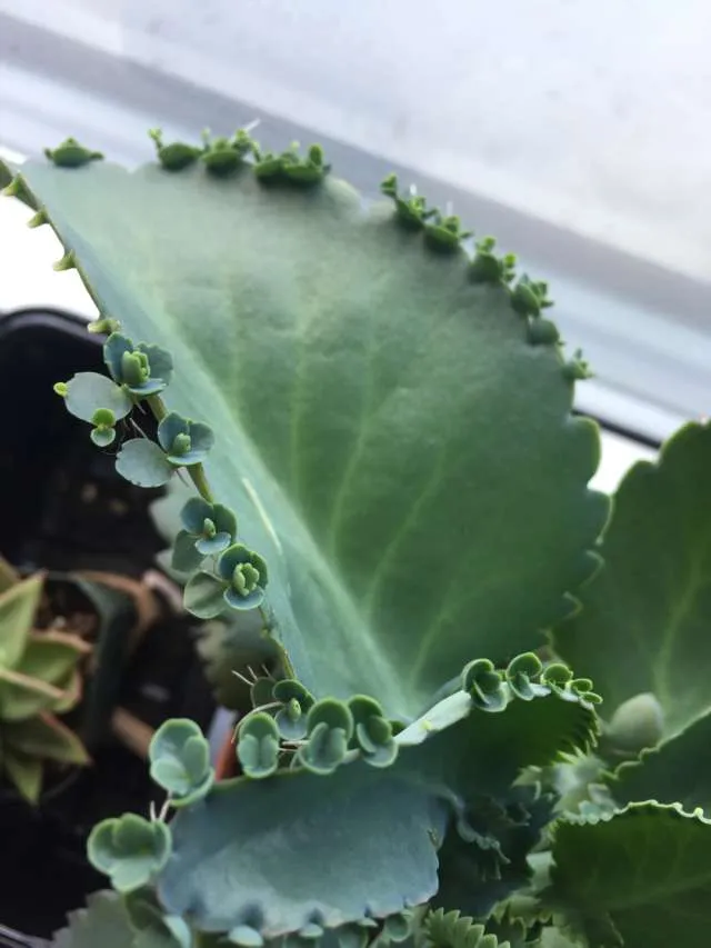 Kalanchoe Mother Of Thousands photo 1