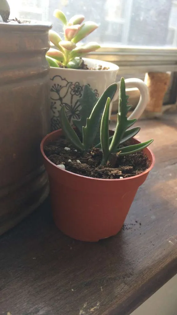 Elk Antler Kalanchoe photo 1