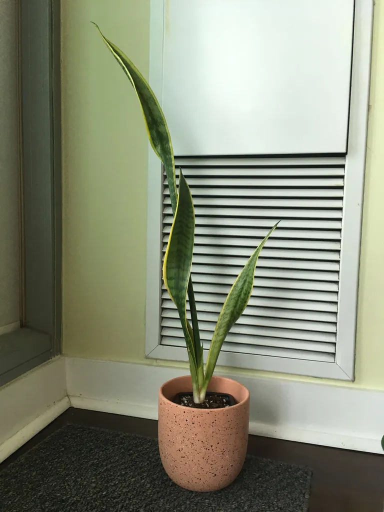 Tall Snake Plant photo 1