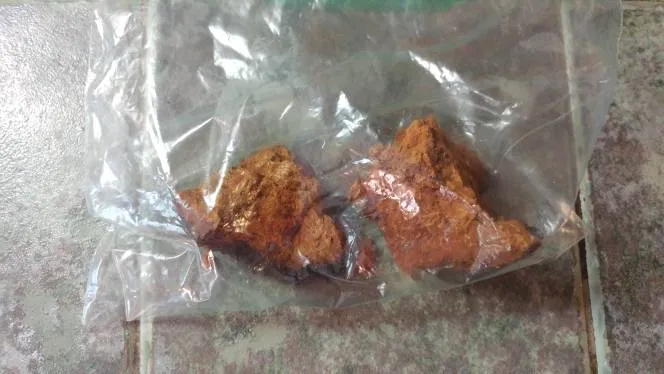 Chaga Mushroom photo 1