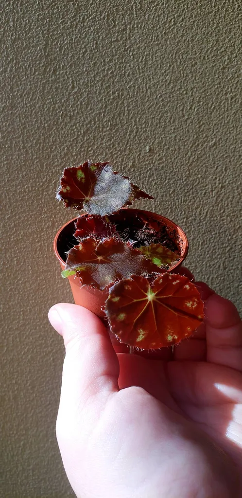 Tigerpaw Begonia Baby Plant photo 1