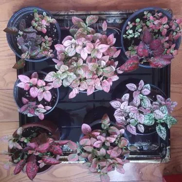 Pok A Dot Plants photo 1