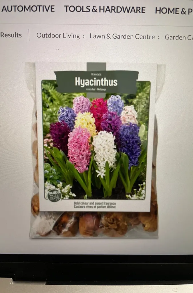 ISO 1~2 Bulbs Of Hyacinths photo 1