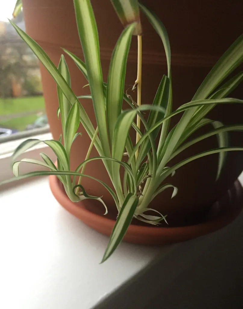 Spider Plant Babies photo 1