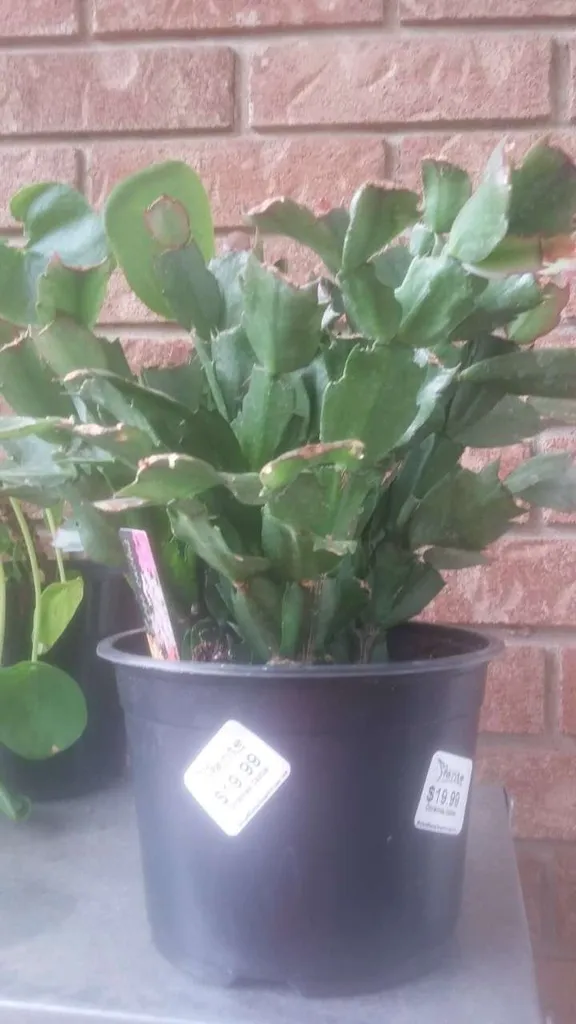 Christmas Cactus and other plants photo 1